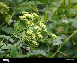 Image result for Microglossa