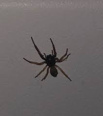 Check spelling or type a new query. Anyone Know What Type Of Spider This Is Found Inside My Apartment Room Alabama Spiders
