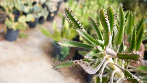 Image result for Kalanchoe