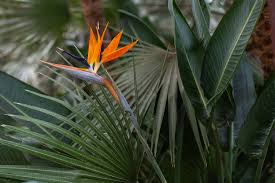 Image result for Strelitziaceae