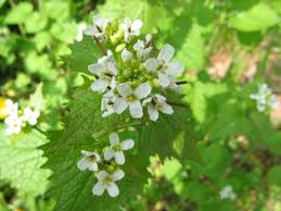 Image result for Crambe kilimandscharica