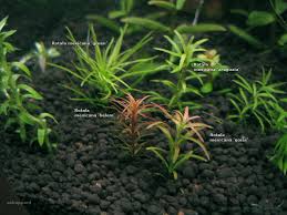 Image result for Rotala mexicana