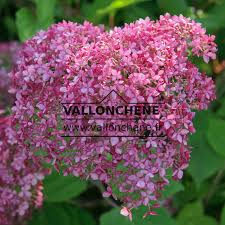 Image result for Hydrangea arborescens Pink Anabelle