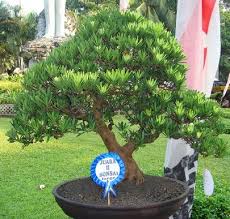 Bonsai Lohansung Super Mahal Bibit Online