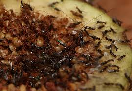 Figs produce a chemical called ficin that breaks down the wasp bodies. Figs Wasps How Plant And Pollinator Work Together