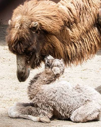 We are thrilled to announce the birth of a Bactrian camel calf, born around  7:00am on Thursday, April 30th in the Bactrian Camel Habitat of your  Toronto Zoo 🍼🐫 The long-legged little