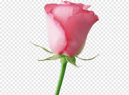 Who says valentines day is reserved for romance only? Friendship Day Love Valentines Day Still Life Pink Roses Gift Flower Rose Family Garden Roses Cut Flowers Valentines Day Still Life Pink Roses Love Png Pngwing