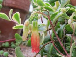 Image result for Kalanchoe manginii