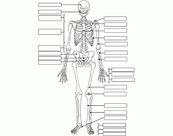 Printable labeled and unlabeled animal cell diagrams, with list of parts and definitions. Label The Skeleton