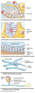 The Nervous System Nervous System Anatomy Medical Anatomy Human Anatomy And Physiology