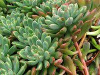 Echeveria Amoena Purpusii Plantes Grasses Et Cactus Petite Fleur Fleur Orange Et Plantes De Cactus Comments on typification of massonia grandiflora, a name that has been misapplied to m. pinterest