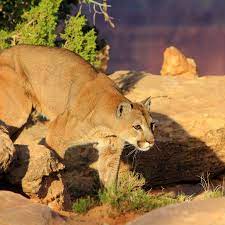 Cougars May Spread to U.S. Midwest Within Decades