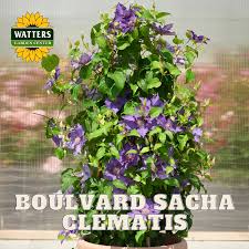 Image result for Clematis pulchra