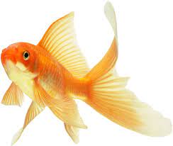 Background Goldfish Transparent Goldfish Goldfish Art Fish Painting