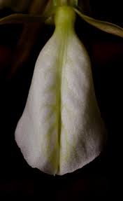 Image result for Nervilia sp.no.4