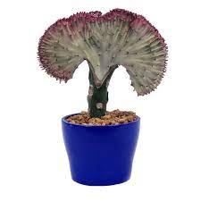 Sie möchten günstig aktien handeln? Delray Plants Coral Cactus In 4 In Flare Snorkel Blue Pot Coralflsnorkblu The Home Depot Coral Cactus Plants Snorkel Blue