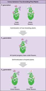 Luckily, with practice and an organized method for completing the problem lastly, this case shows the cross of two heterozygous plants. Mendel S Experiments And The Laws Of Probability Biology I