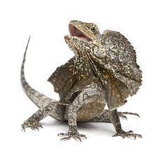 Frilled Lizard Care Sheet Frilled Lizard Cute Lizard Lizard