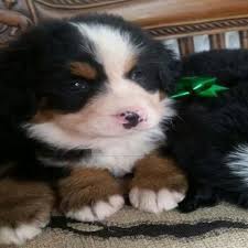 Bernese mountain dog puppies for sale houston texas. Bernese Mountain Dog Puppies For Sale Houston Tx 113599
