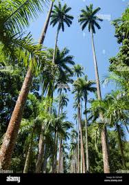 Image result for Roystonea oleracea