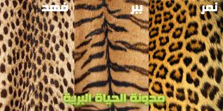 من كل بستان زهرة أغسطس 2013