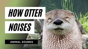 Nutria now you know how to say otter in spanish. The Animal Sounds How Otter Sounds Sound Effect Animation Youtube