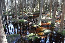Burlingame loop trail (red) 1.52 miles 3. Spring At Marconi S Atlantic White Cedar Swamp In Wellfleet Cape Cod Wave