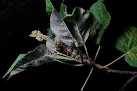 Image result for Croton steenkampianus