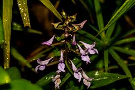 Image result for Pycnostachys coerulea