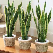 Snake Plant They Absorb Carbon Dioxide And Release Oxygen At Night The Opposite Of The Process Most Plants Follow Plants House Plants Best Indoor Plants