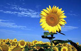 6 kebun bunga matahari paling instagram able di indonesia. Gambar Bunga Matahari Yang Cantik Gambar Bunga Menggambar Bunga Matahari Bunga Matahari
