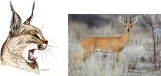 We did not find results for: Caracal An Overview Sciencedirect Topics