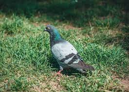 We'll cover how to use vinegar and spices to control and manage pigeons in a later section. How To Keep Pigeons Out Of Your Garden July 2021