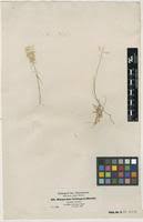 Image result for Harpachne schimperi