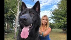 The midnight marauders blackbeard (blue boy), grace o'malley (pink girl), black bart (red boy), American Blue Bay Shepherd Dog Are They Really Blue Youtube