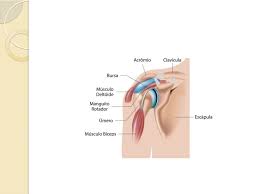 Grátis: Ombro (2) - Material Claro e Objetivo em PDF para Estudo Rápido