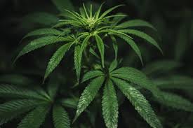 Thrips are tiny insects that are easily dislodged by hard blasts of water. Thrips How To Get Rid Of Them Rqs Blog