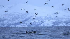 Nöörje), amtlich königreich norwegen beziehungsweise kongeriket norge/noreg ist ein staat in nordeuropa. Eindrucksvolle Fotos Aus Norwegen Ein Tauchgang Mit Orcas