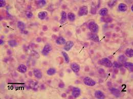 Image result for Bonamia