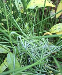 Image result for Trichopteryx fruticulosa