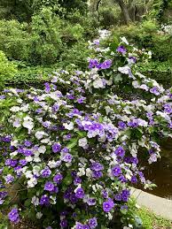 Image result for Brunfelsia australis