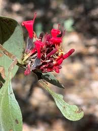 Image result for Oliverella rubroviridis