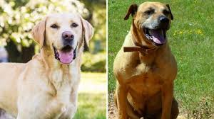 We did not find results for: Black Mouth Cur Lab Mix A Complete Guide To A Designer Dog