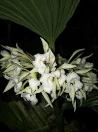 Image result for Corymborkis