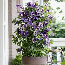 Maybe you would like to learn more about one of these? Clematis Taiga Yougarden