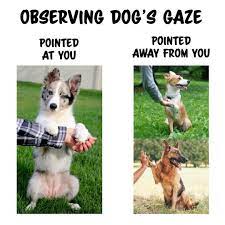 How To Read Your Dog S Body Language In Training Sessions Dogmantics Dog Training