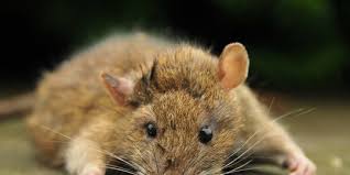 Sekat sumber makanan, minuman, dan sarang tikus. 10 Cara Ampuh Mengusir Tikus Dengan Bahan Alami Mudah Dilakukan Merdeka Com