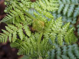 Image result for Hypolepis