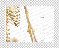 Bone Human Anatomy Arm Coronal Plane Png Clipart Anatomy Angle Arm Bone Coronal Plane Free Png