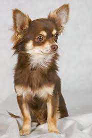 Chihuahua Im Natur Lexikon Hund Chihuahua Chihuahua Chihuahua Welpen